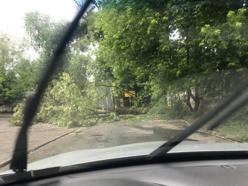 В Киеве и области сильный ветер повалил деревья (ФОТО)