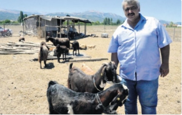 Турецкий клуб продал 18 футболистов, чтобы купить десять коз (ФОТО)