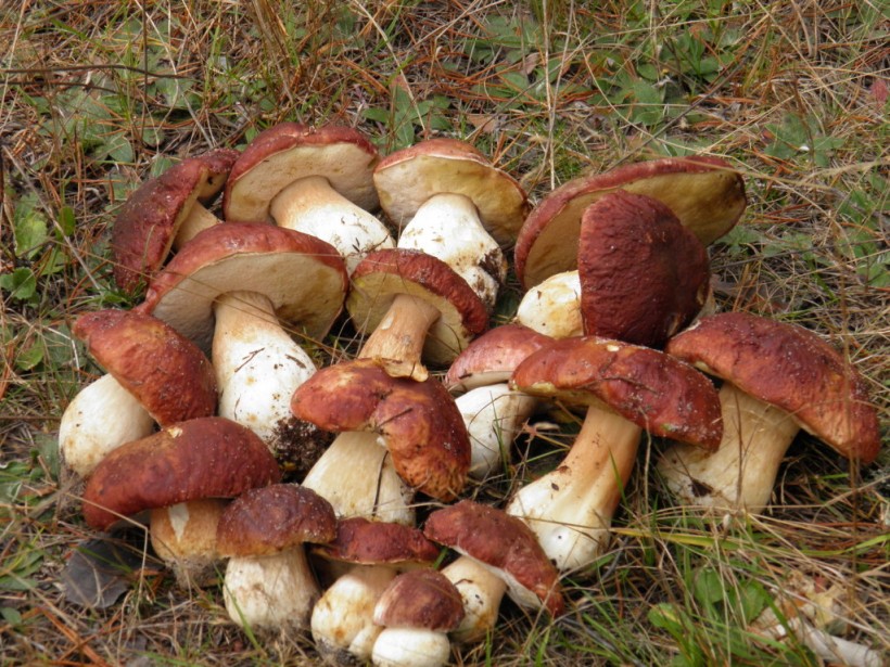 Врач предупредила о ядах и токсинах, которые накапливаются в грибах Врач предупредила о ядах и токсинах, которые накапливаются в грибах