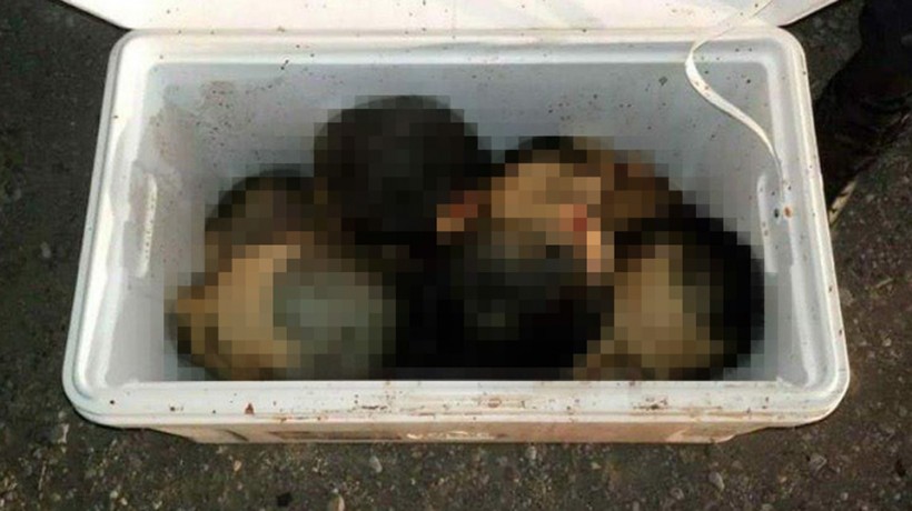 В сумке-холодильнике в Мексике обнаружили семь отрубленных голов (ФОТО)