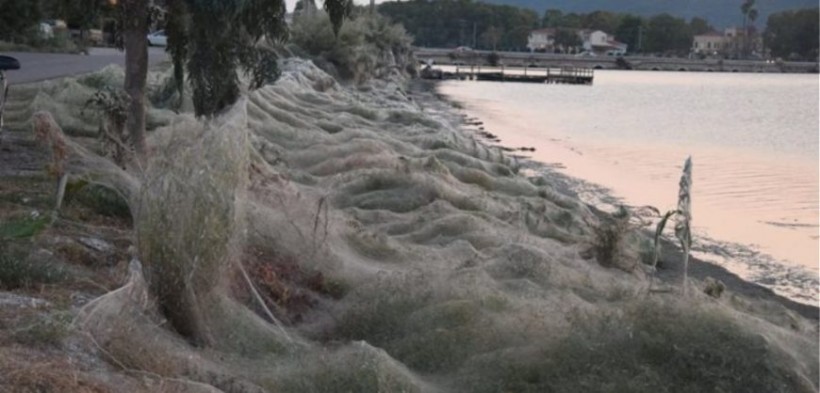 На побережье Греции нашли 300-метровую паутину (ФОТО)