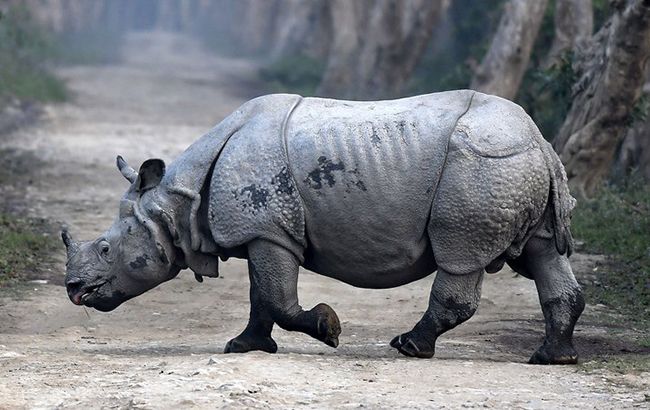 На Земле за последние 44 года уничтожено 60% животных, - доклад На Земле за последние 44 года уничтожено 60% животных, - доклад