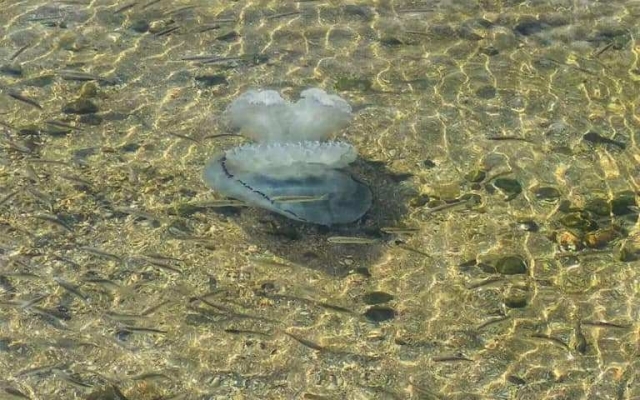 Слишком теплая осень: в Азовском море заметили огромных медуз (ФОТО)