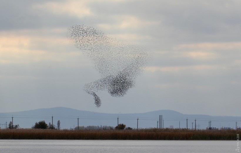 Птицы устроили поднебесный танец: в Одесской области наблюдали удивительное природное явление (ФОТО)