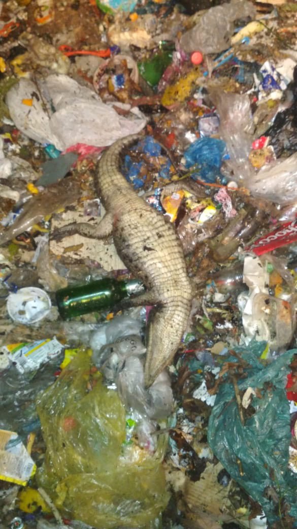 	В России на свалке нашли мертвого крокодила и питона