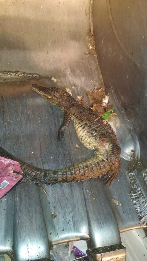 	В России на свалке нашли мертвого крокодила и питона