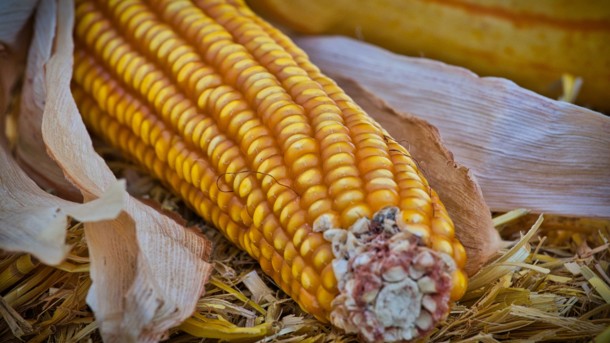 Назван ТОП-10 аграрной продукции, которую Украина продает миру Назван ТОП-10 аграрной продукции, которую Украина продает миру