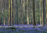 	В Бельгии зацвел легендарный Синий лес: яркие фото