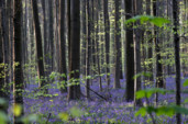 	В Бельгии зацвел легендарный Синий лес: яркие фото