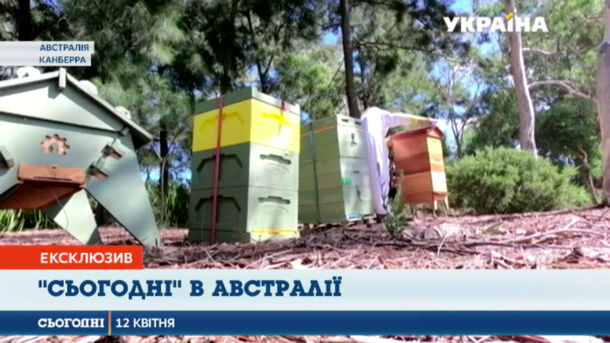 В Австралии штрафуют за неявку на выборы, а в парламентском саду живут пчелы В Австралии штрафуют за неявку на выборы, а в парламентском саду живут пчелы