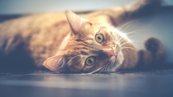 	Отравленные лакомства прямо на улицах: в Австралии убьют два миллиона диких кошек