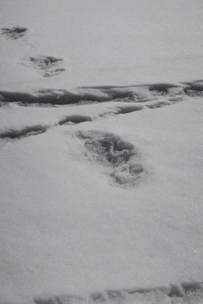 	Солдаты горного отряда армии Индии обнаружили в Гималаях следы Снежного человека