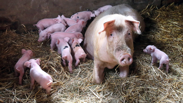 Животноводы в Украине забили тревогу из-за чумы свиней Животноводы в Украине забили тревогу из-за чумы свиней