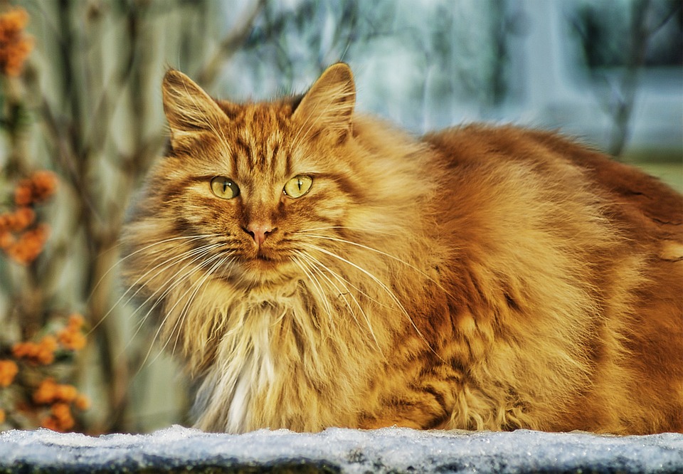 Кот