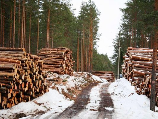 Гослесагенство уничтожает украинский лес.