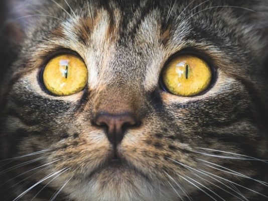 Коты источники короавируса.