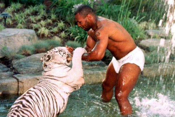 Майк Тайсон с тигром.