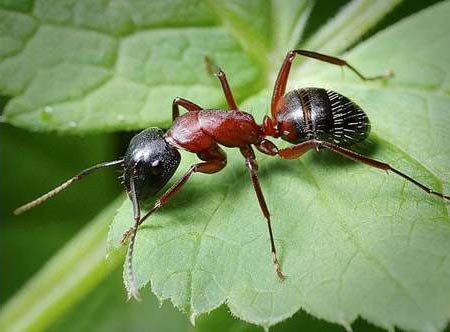 Борьба с муравьями в саду и на огороде.