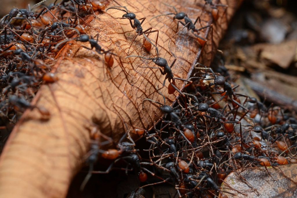 Сила муравьиного народа