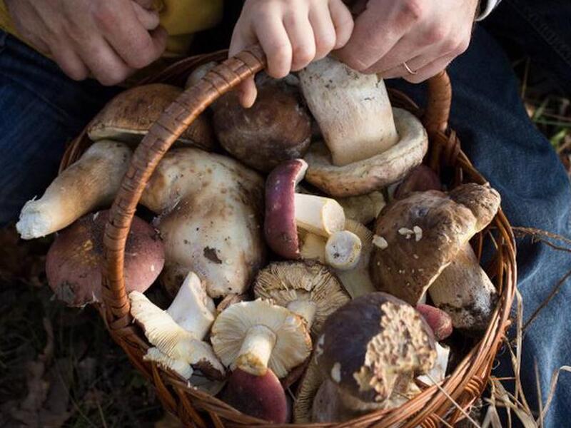 Поиск грибов