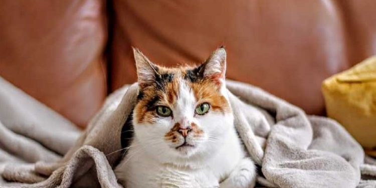 Погода в Украине 25 ноября.