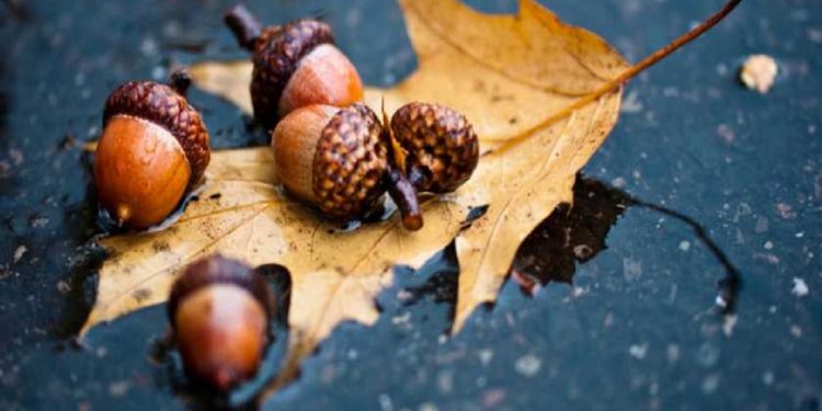 Погода в Украине 27 ноября.