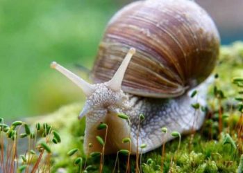 В Украине сворачивается бизнес на выращивании улиток.