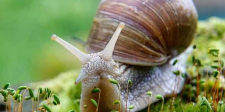В Украине сворачивается бизнес на выращивании улиток.