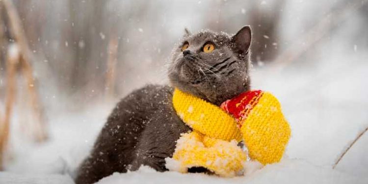 Погода в Украине 28 декабря.