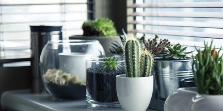 Домашние растения, способные защищать от вирусов и бактерий.