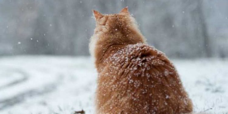 Погода в Украине 24 декабря.