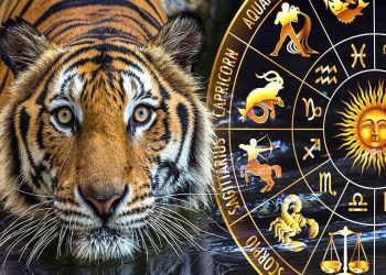 Кто из Зодиаков окажется под покровительством Черного Тигра.
