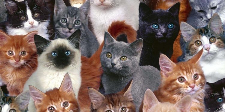 Кошки