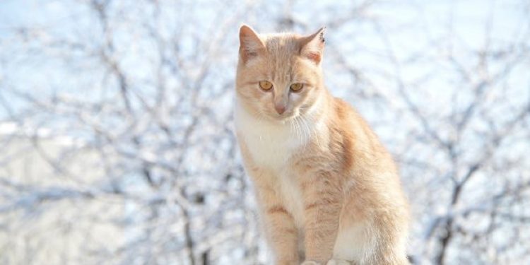 Погода в Украине 3 января.