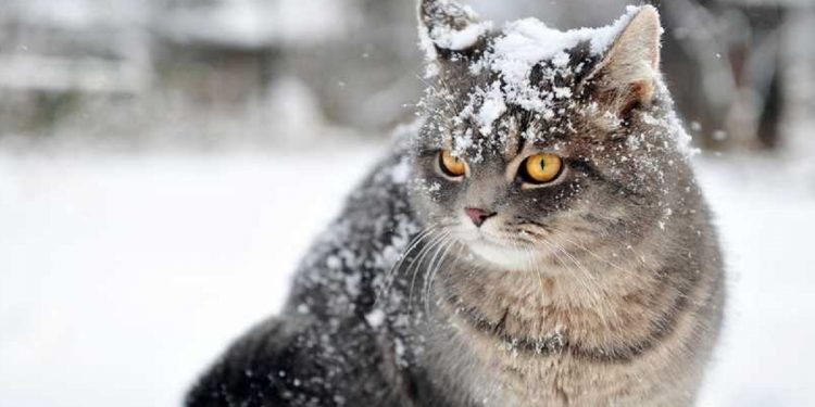 Погода в Украине 28 января.