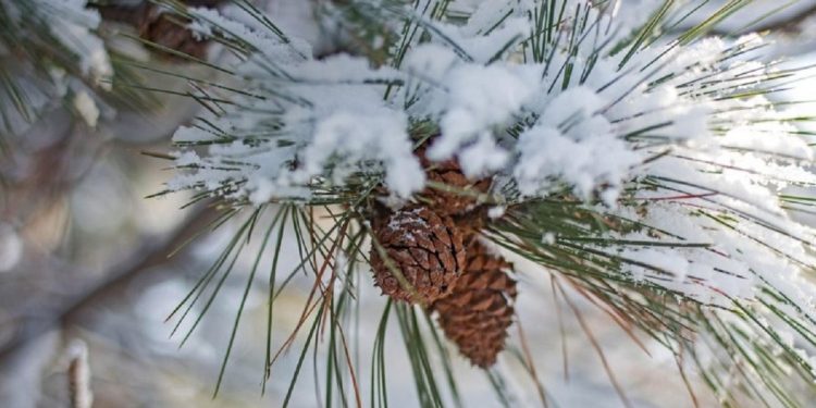 В Украину идет резкое потепление.