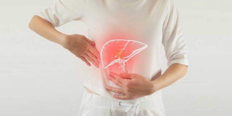 Роль печени в организме человека.