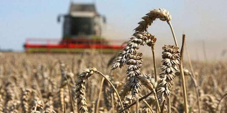 Аграрные итоги 2021 года: рейтинг самых популярных зерновых культур в Украине 2021