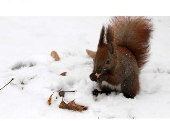 Погода в Украине 5 февраля.