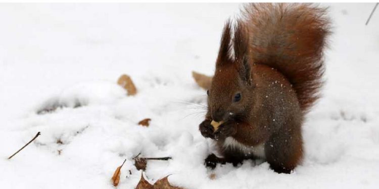 Погода в Украине 5 февраля.