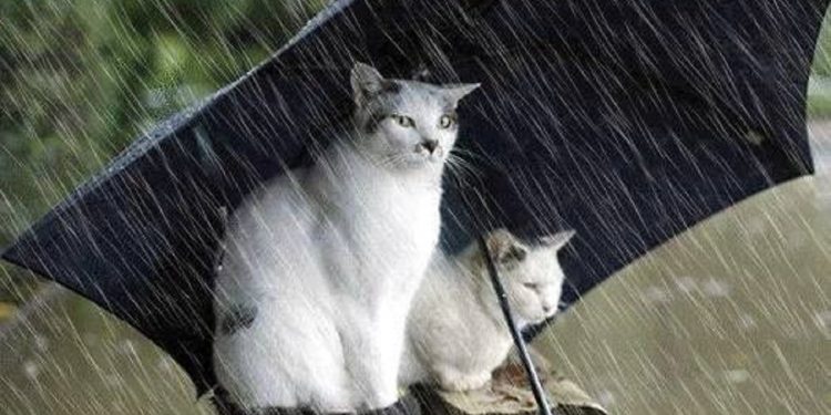 Погода в Украине 19 февраля.