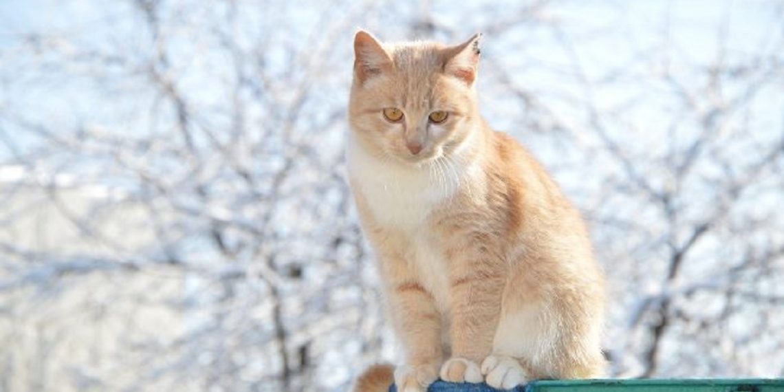 Погода в Украине 21 февраля.