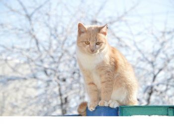 Погода в Украине 21 февраля.