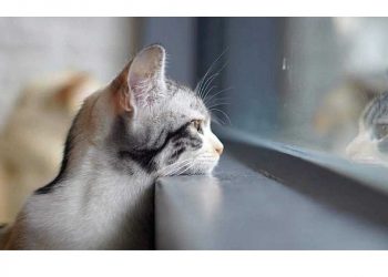 Погода в Украине 23 февраля.