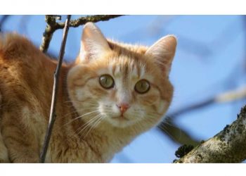 Погода в Украине 24 февраля.