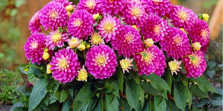 Можно ли выращивать георгины как комнатное растение?