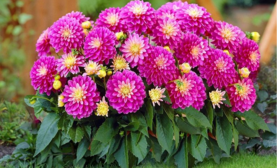 Можно ли выращивать георгины как комнатное растение?