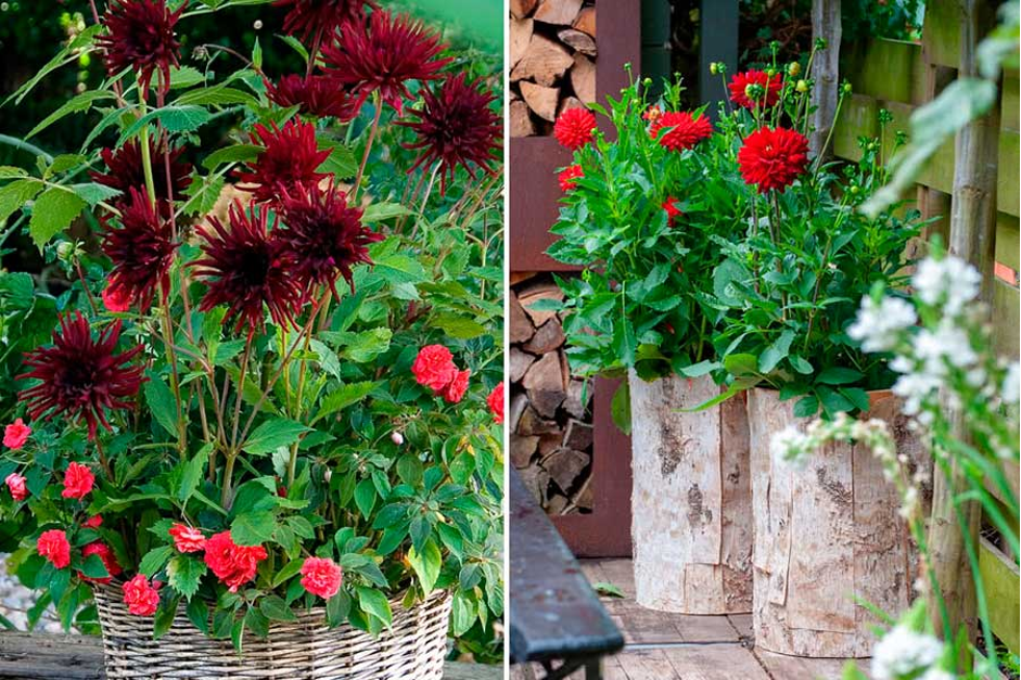 Можно ли выращивать георгины как комнатное растение?