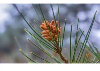 Погода в Украине 26 февраля.