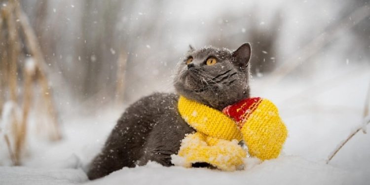 Прогноз погоды в Украине до конца февраля.